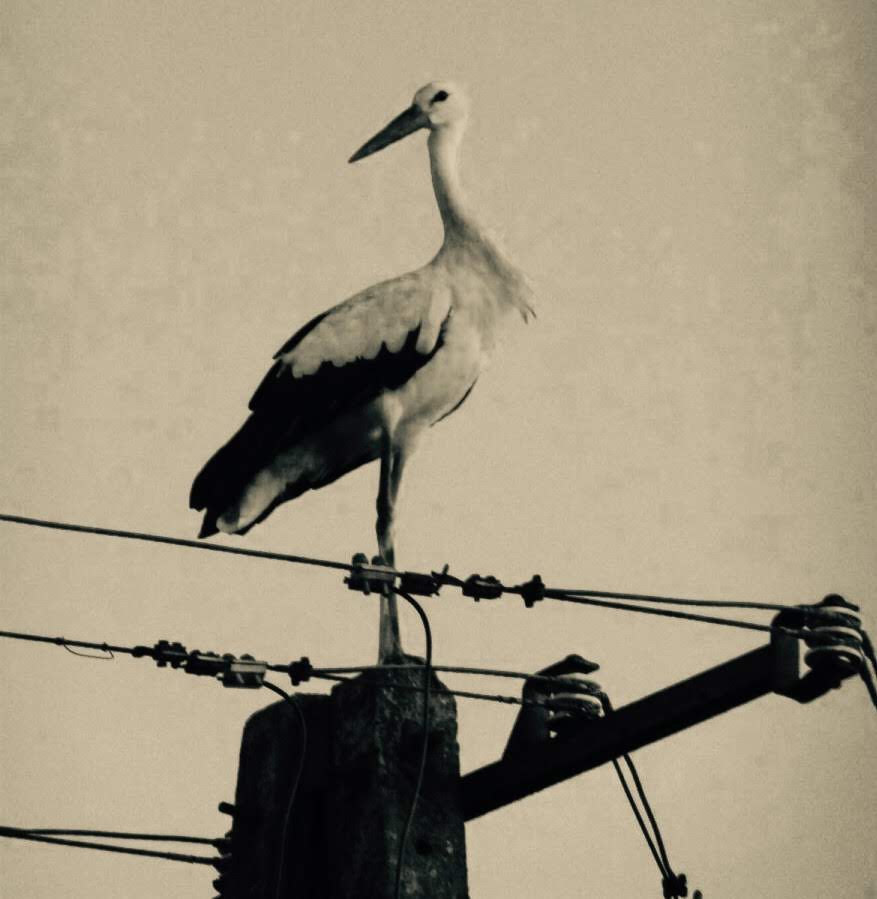 A stork - sepia photo