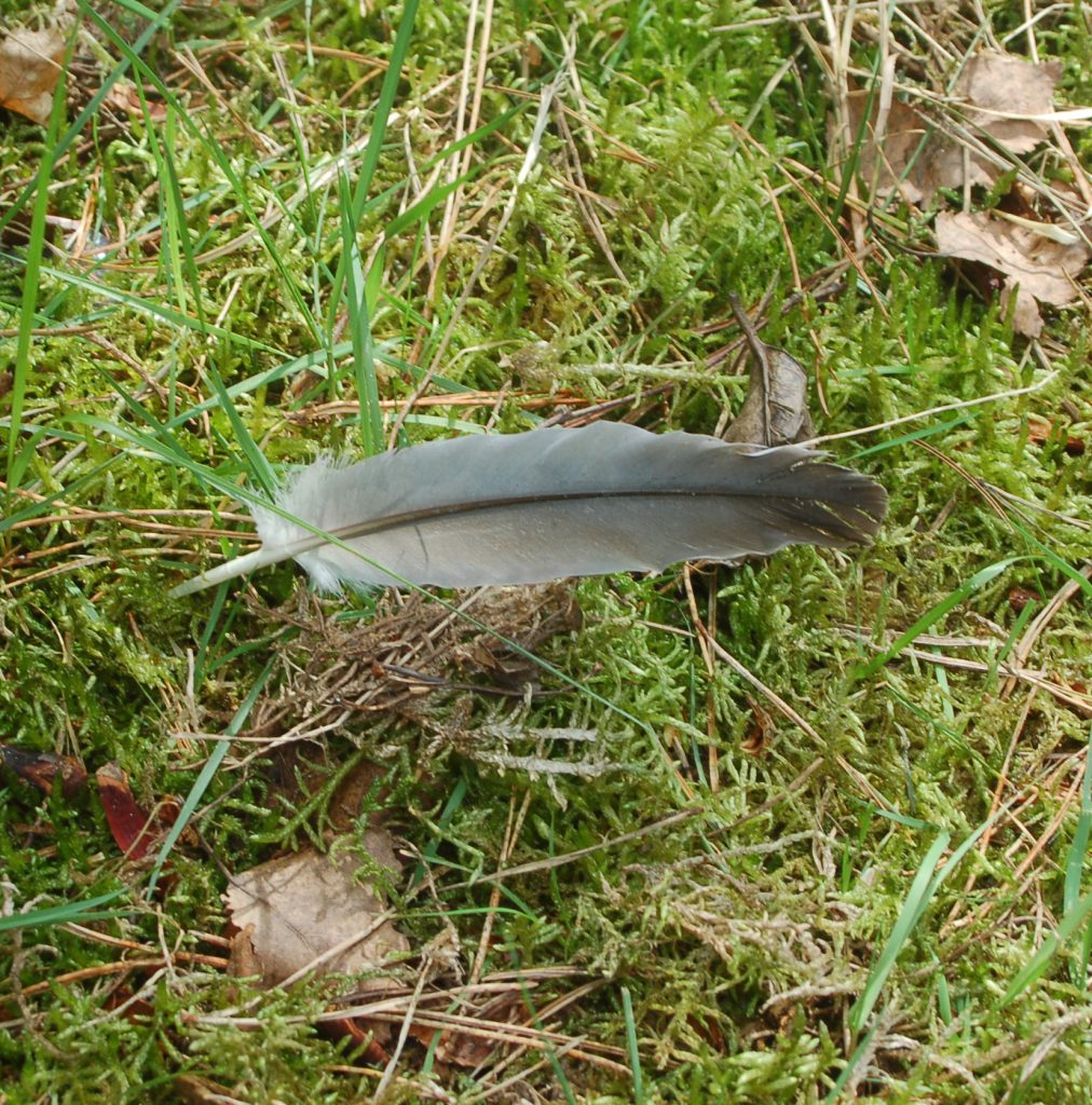 Grey feather